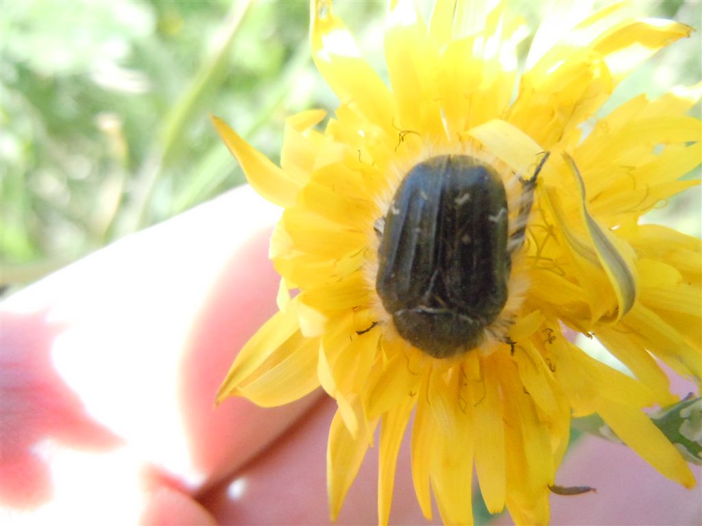 Cetoniidae: Tropinota squallida (= squalida)